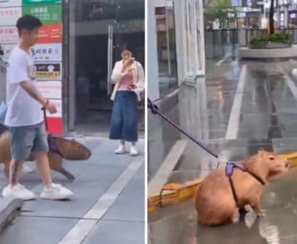 Joven pasea con su capibara por la calle