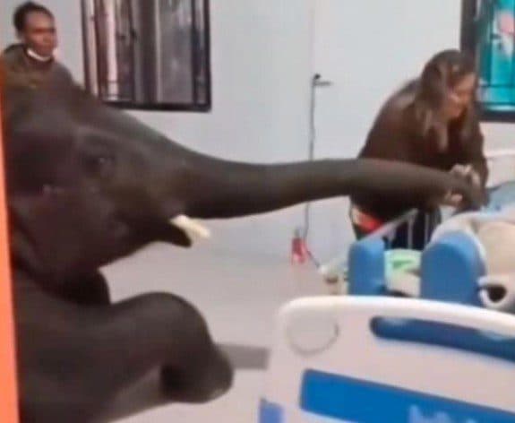 Elefante visita a su cuidador en el hospital