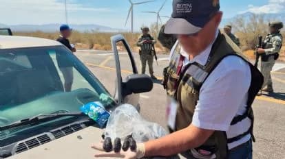Agente de la Profepa inspecciona pepinos de mar decomisados en un operativo en Baja California, evidenciando el tráfico